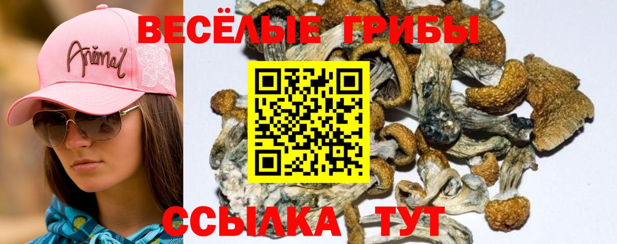 Славянск-на-Кубани  Псилоцибиновые грибы Psilocybine cubensis  Галлюциногенные грибы мухоморы  Вход с VPN 